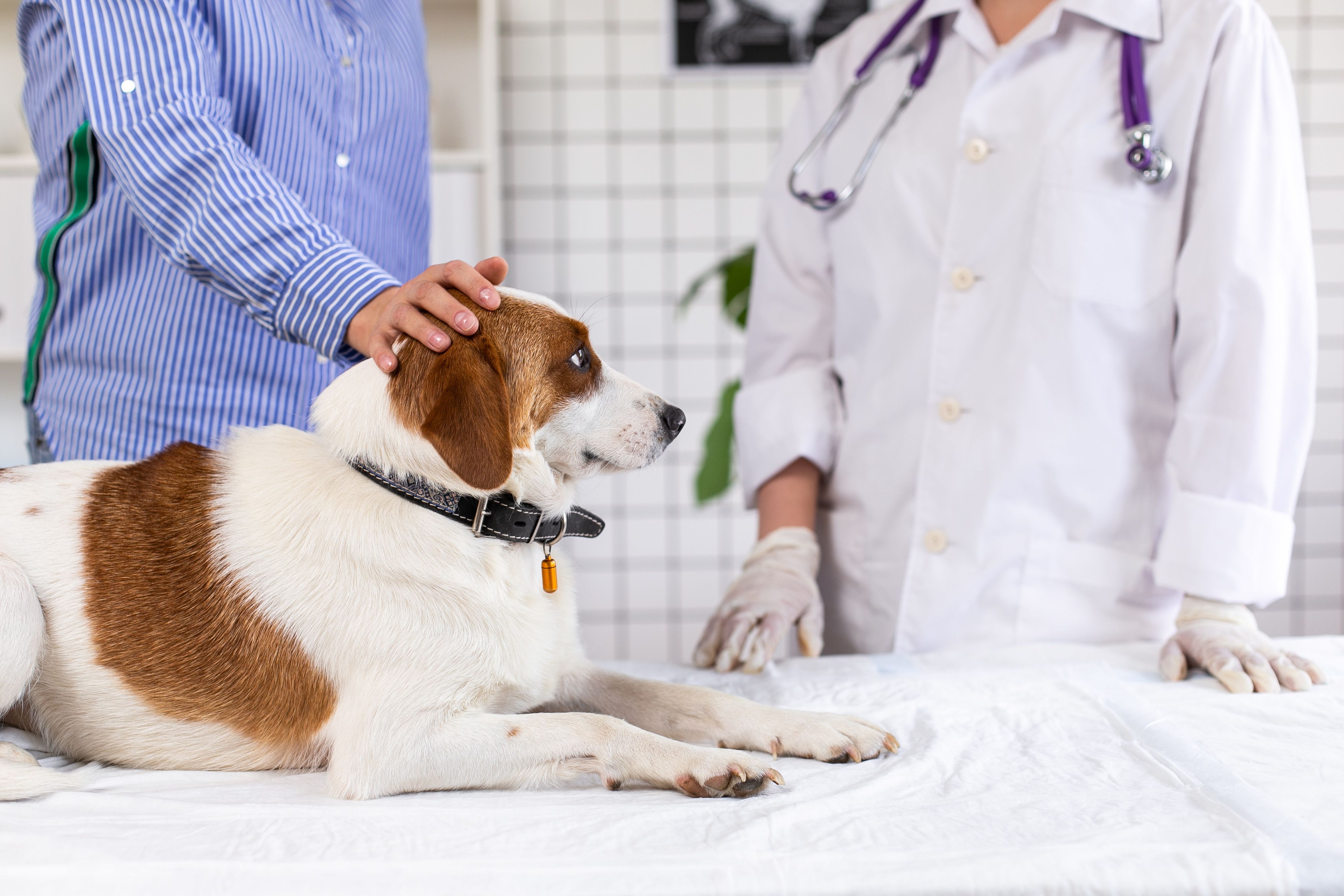 ASPCA Animal Poison Control Center reaches 4 million pet toxicity cases