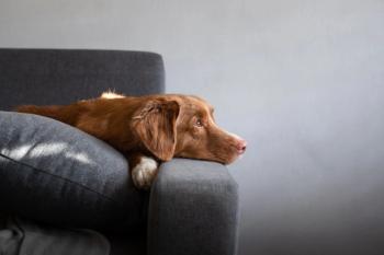BetsyBnB service