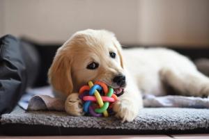 Positive reinforcement training
