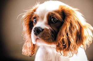 Cornell study links cranial shape and body weight to syringomyelia risk