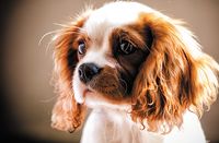 Cornell study links cranial shape and body weight to syringomyelia risk