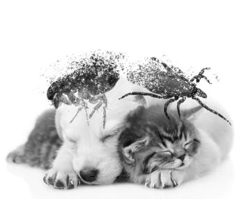 dog cat flea tick / ridvanarda, Ermolaev Alexandr, Stanisaw, Christian Delbert / stock.adobe.com