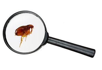 veterinary-opperman-prosal-flea-AdobeStock_48453550-450.jpg