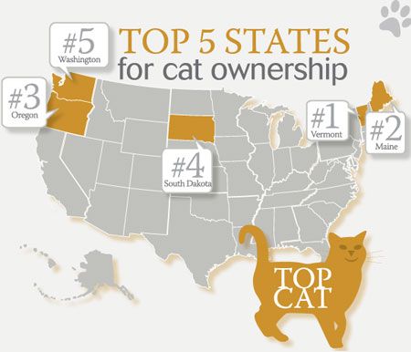 veterinary_450_felineInfo4-808475-1382876568586.jpg