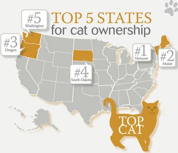 veterinary_450_felineInfo4-808475-1382876568586.jpg