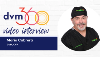 How veterinary surgery is a part of pain management treatment