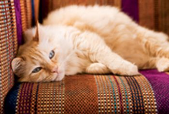 veterinary_sick_cat-705914-1384213254429.jpg