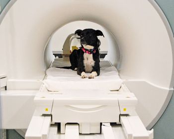 veterinary_Emory_MRI_450.jpg