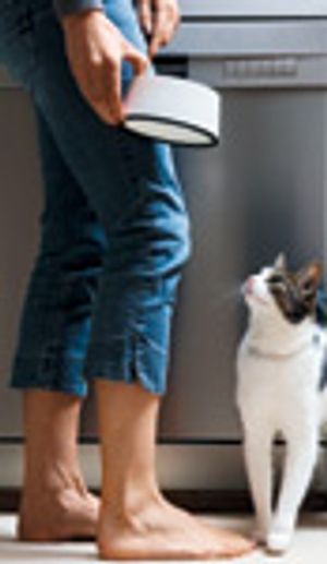 veterinary_cat-feeding_0312-764974-1384166503318.jpg