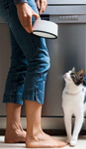 veterinary_cat-feeding_0312-764974-1384166503318.jpg