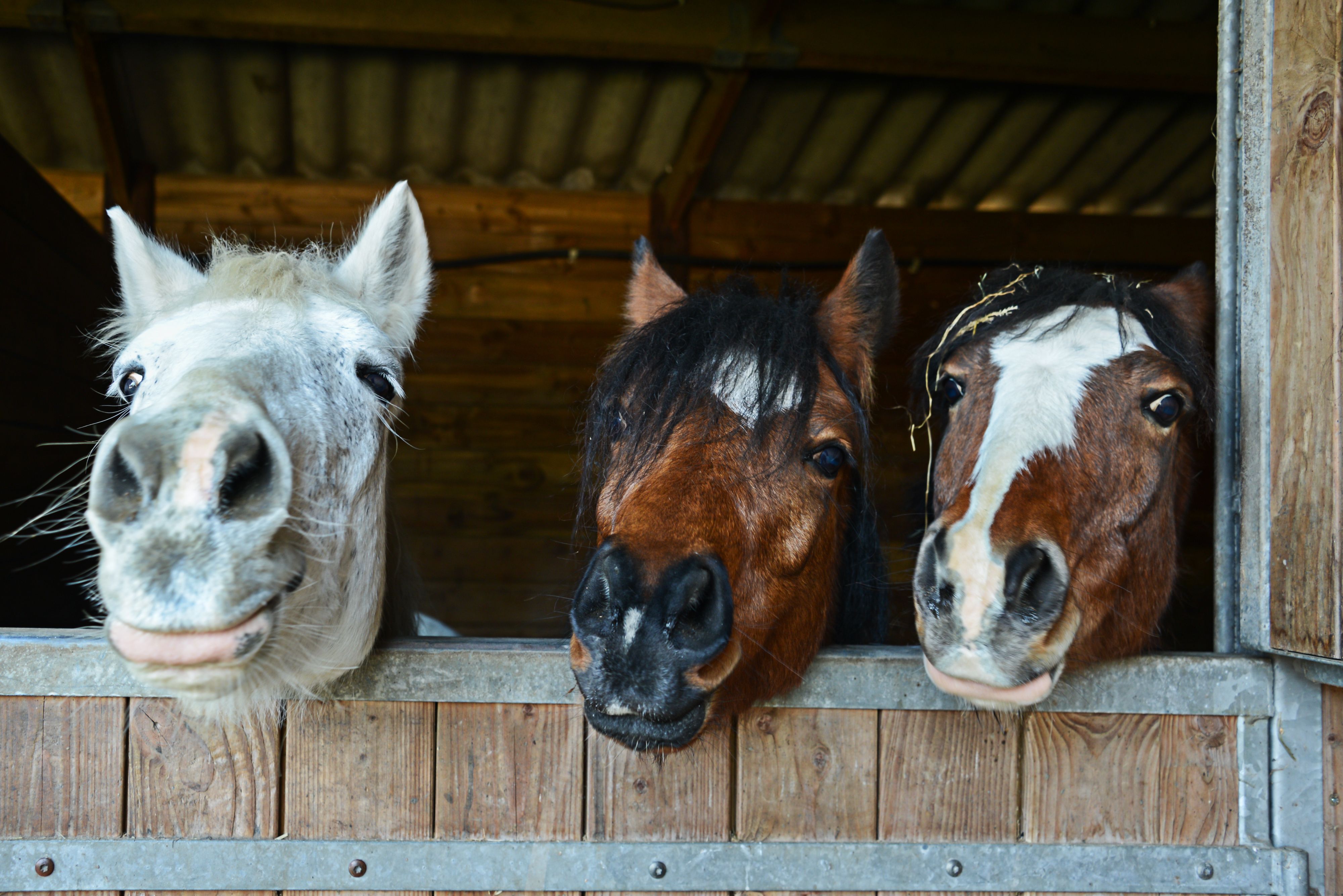 Apoquel use in outlet horses