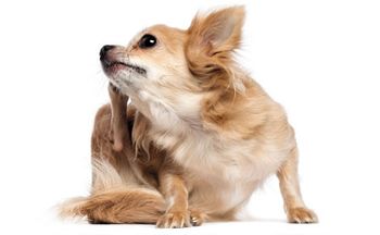 chihuahua-itching-450.jpg