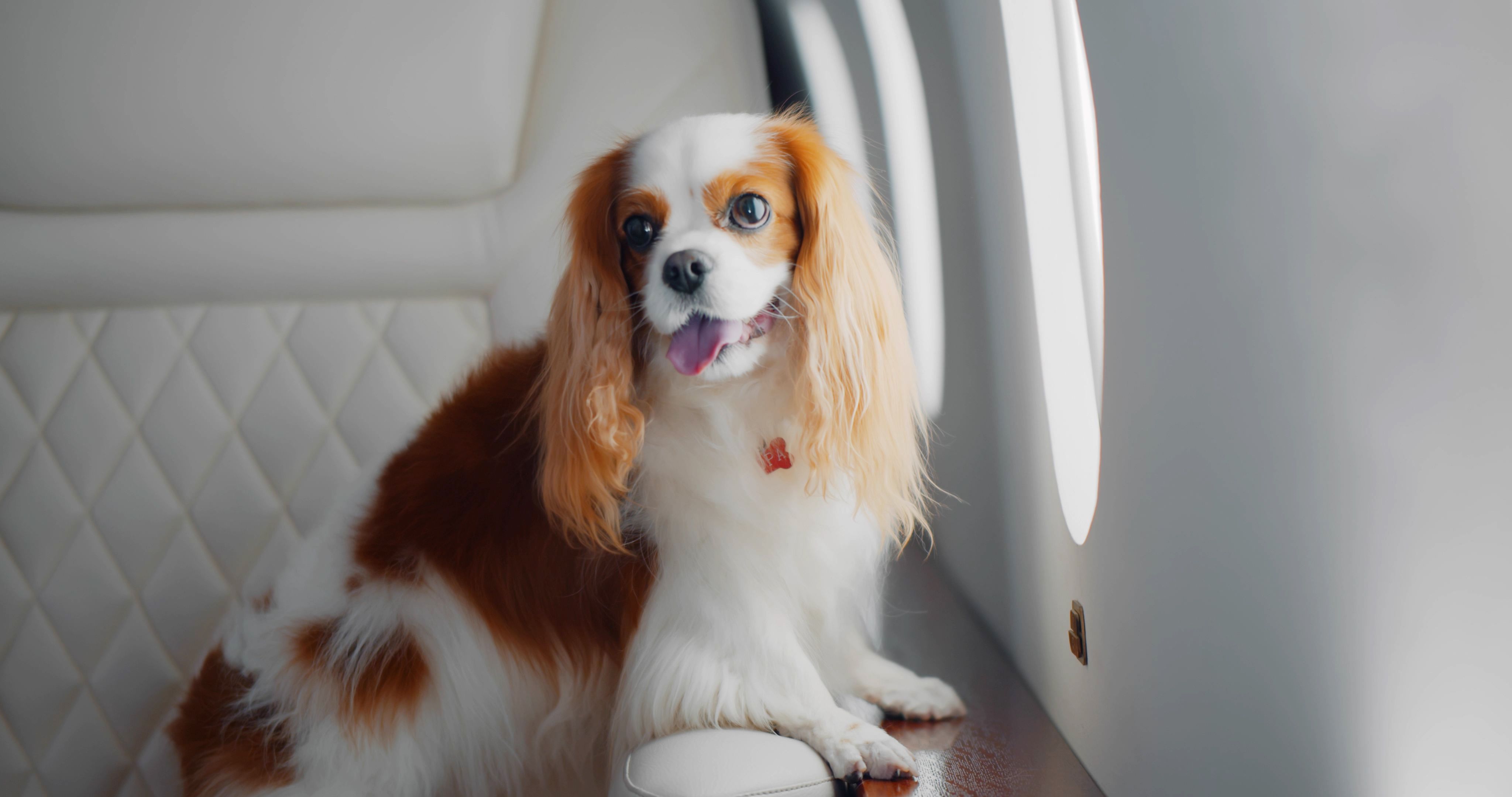 4 pet travel safety tips