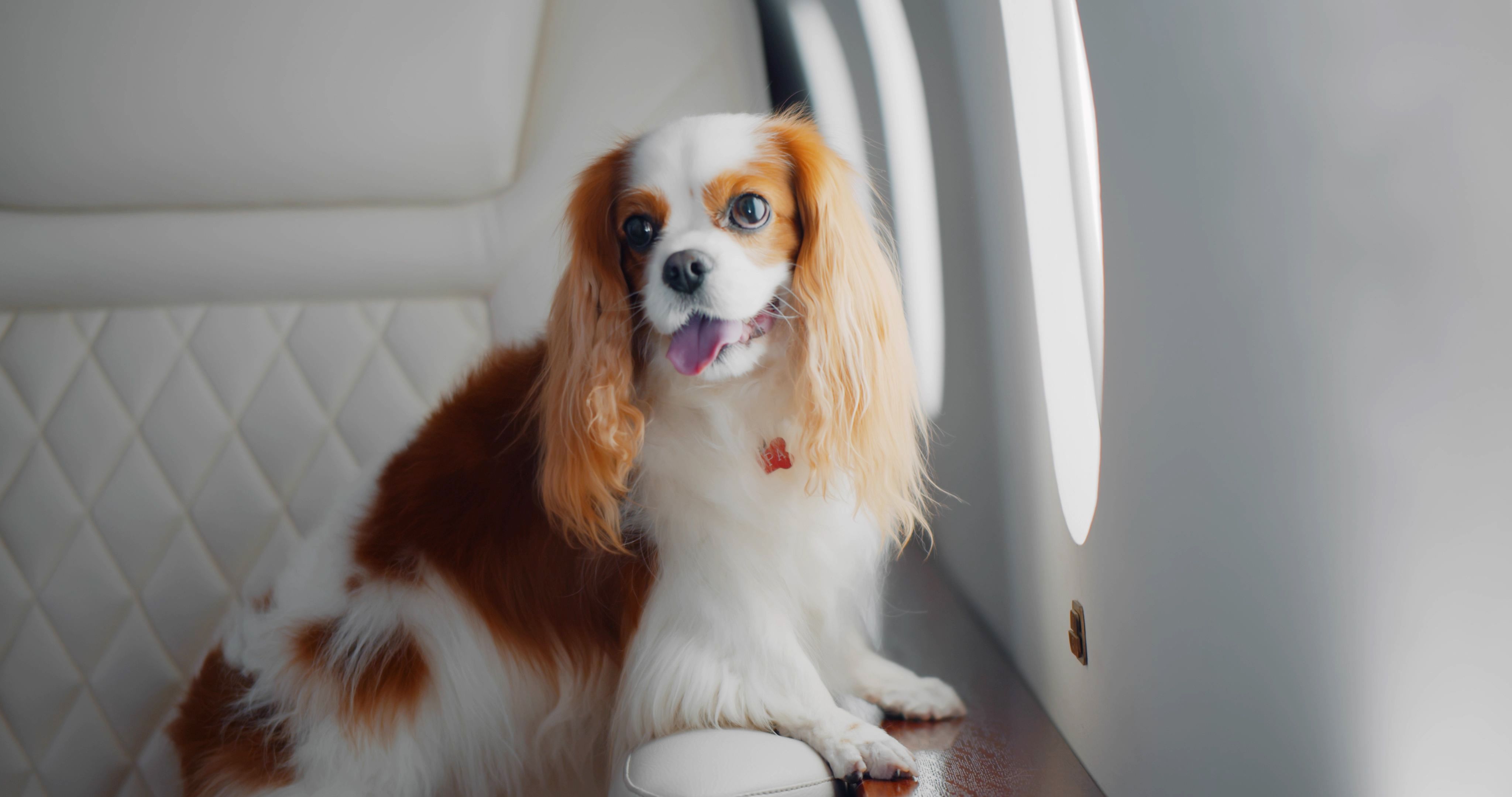 4 pet travel safety tips 4 pet travel safety tips