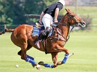 veterinary-horse-polo-157280686-816462-1382796412028.jpg
