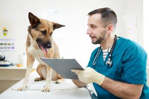 dog getting a vaccine
