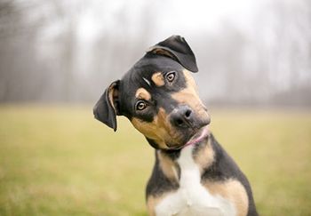 veterinary-dog-cocked-head-listening-communication-AdobeStock_190562703-450.jpg