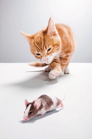 veterinary_mouse_cat_fl0711_98843276_450.jpg