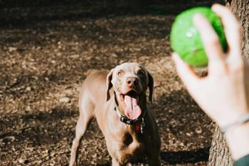 Dog playing with owner