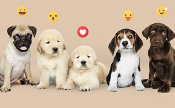 veterinary-dogs-social-AdobeStock_264317206-450.jpg