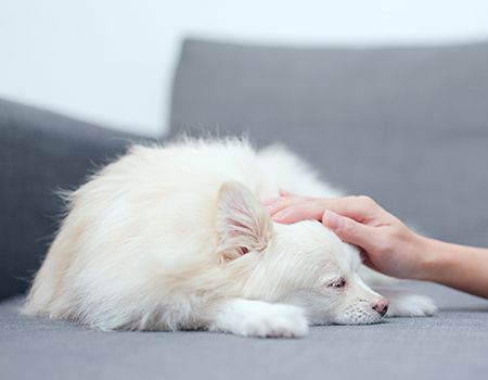 veterinary-petting-dog-AdobeStock_196319182_main-1.jpg