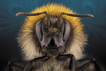 veterinary-bumblebee-450px-shutterstock-512282302.jpg
