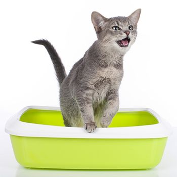 veterinary-cat-crying-litter-box-AdobeStock_63059658-body.jpg