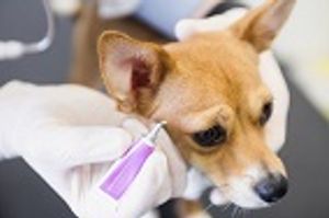 Voluntary Eye Drops Recall by Kinetic Vet 