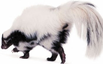 skunk_220.jpg