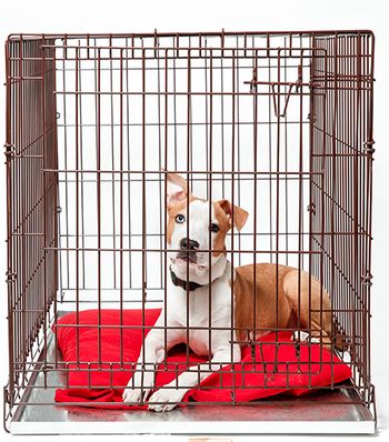 vetrinary-dog-crate-AdobeStock_204320497-body.jpg