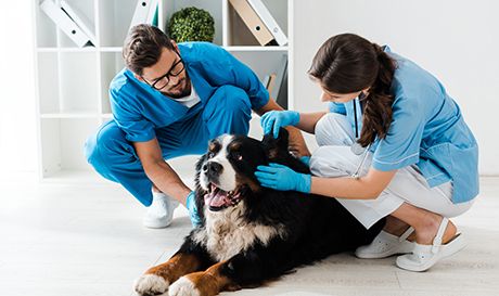 Watch for these red flags in your veterinary derm exams