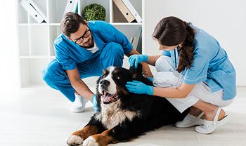 dermatologic check of canine ear canal