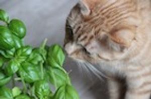 AVMA 2018: Pet Poisoning? Don't Forget These Questions