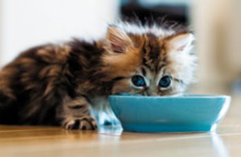 kitten_220.jpg