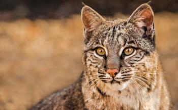 North American bobcat