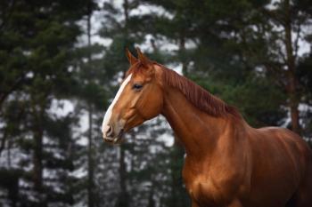 chestnut-colored horse