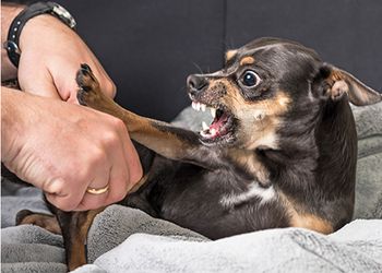 veterinary_dog_aggression450.jpg