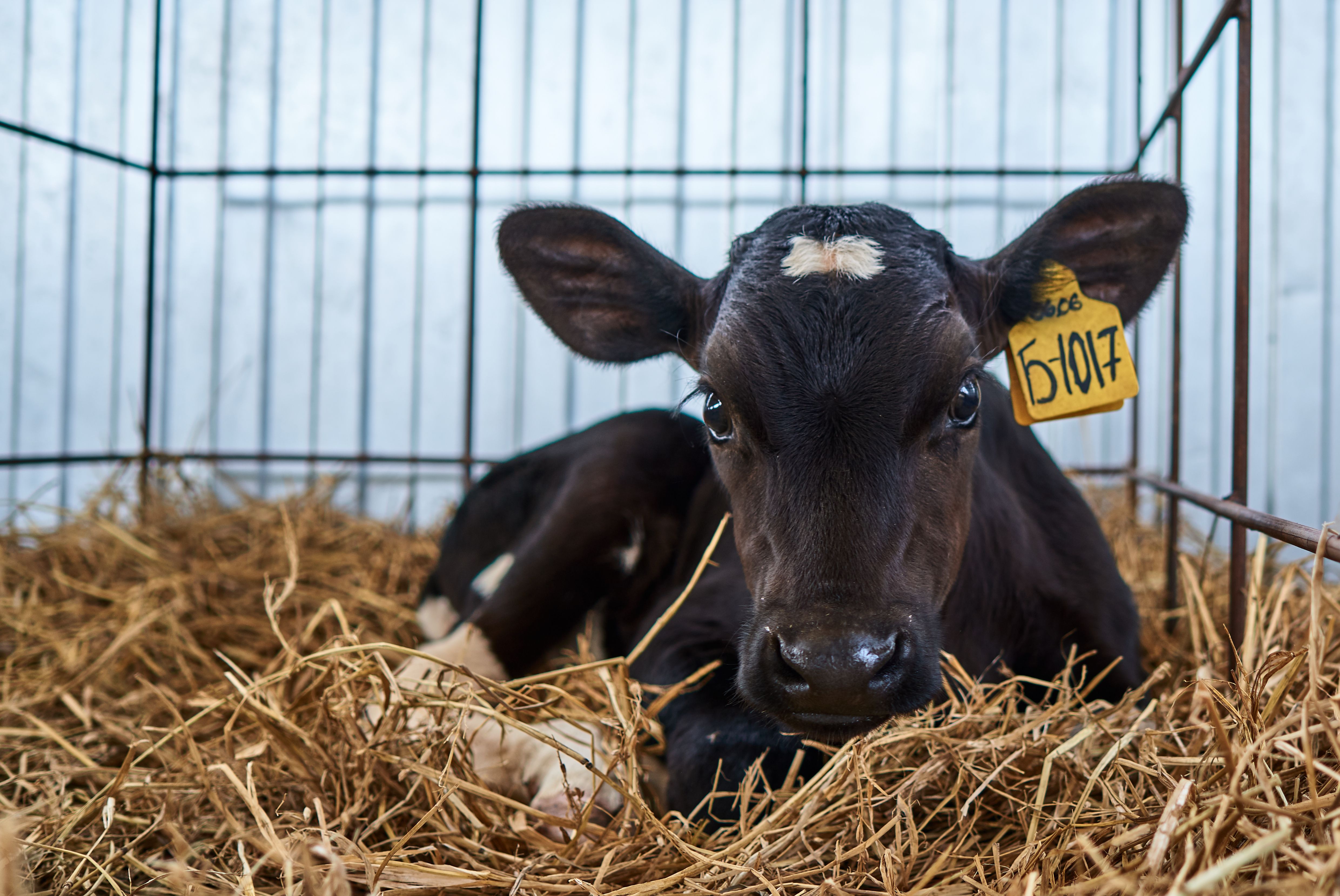 Study finds decreasing morbidity on calf rearing farms can lower ...