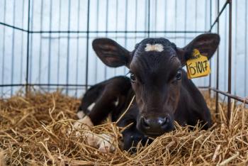 Calf on a livestock farm