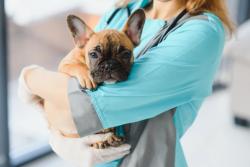 Outside toxicology experts can save pets’ lives