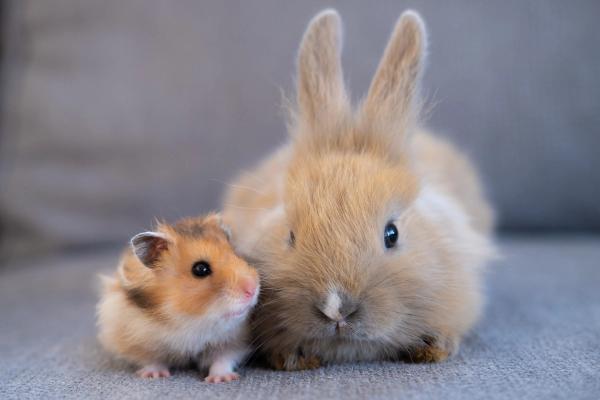 Hamster and rabbit