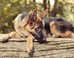 veterinary-sheppard-main.jpg
