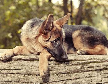 veterinary-sheppard-main.jpg
