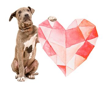 020719_heartworm-spotlight-dog_450px.jpg