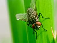 ASPCA commits up to $500,000 to help shelters fight New World screwworm