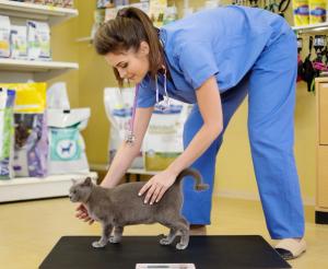 veterinary technician weighs cat