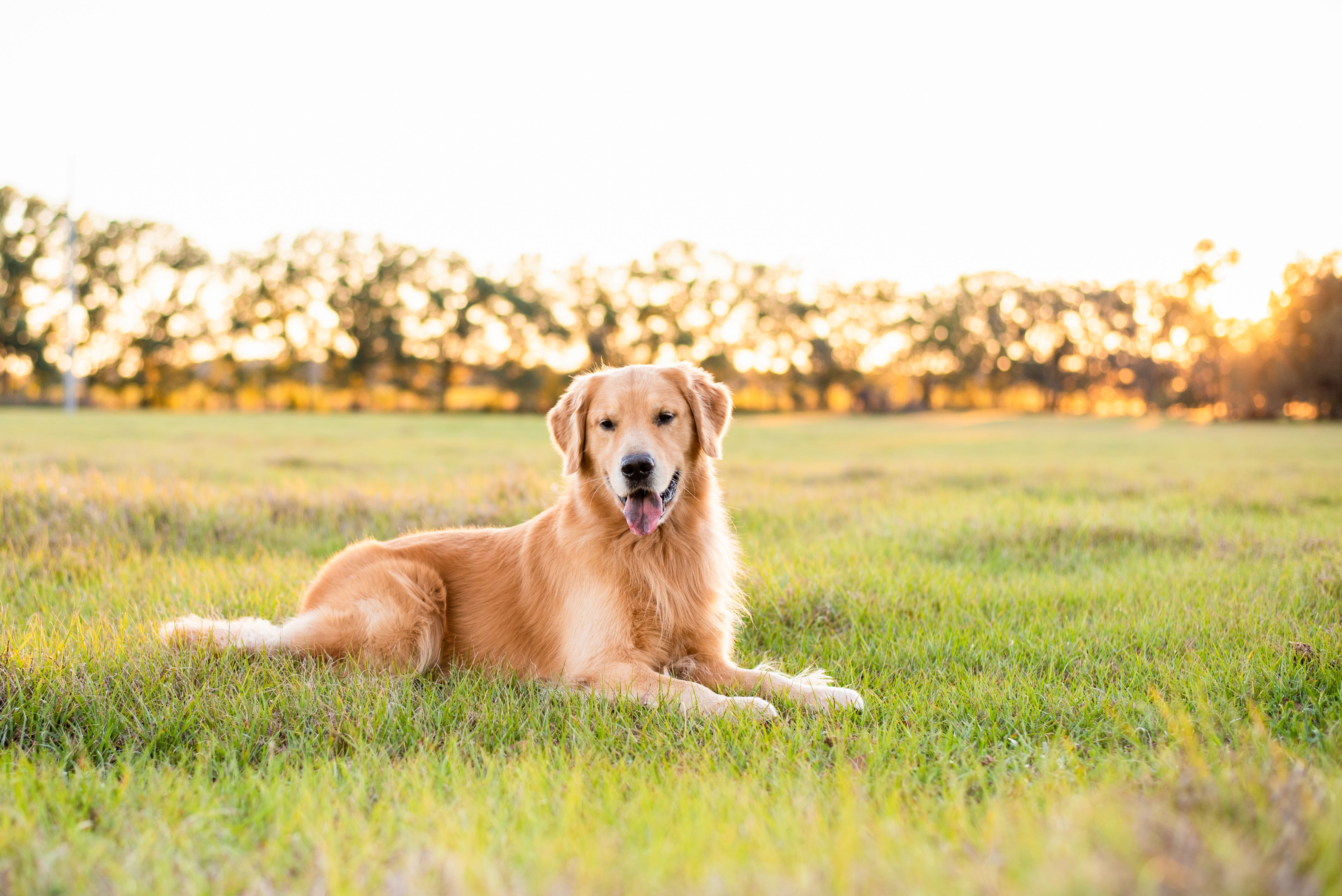 how often do dogs need rabies shots in az