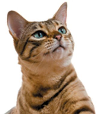 veterinary-cat-bengal-claw-119912841-822149-1404219393663.jpg