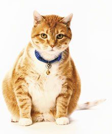 Veterinary Medicine Essentials: Obesity In Pets