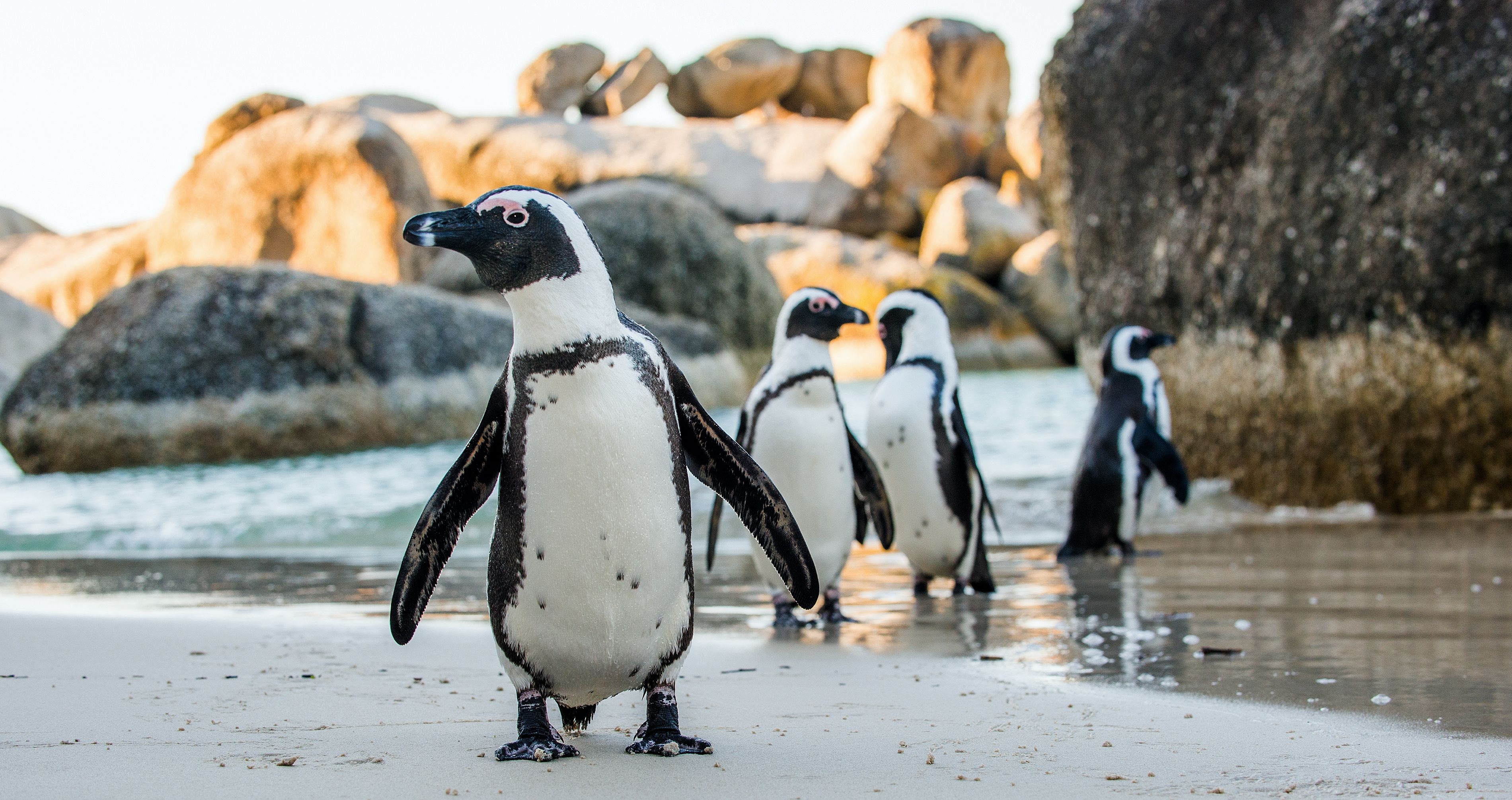 Пингвины живут на южном. Очковые пингвины в Африке. Очковый Пингвин. Очковый Африканский Пингвин. Африка пингвины Кейптаун.